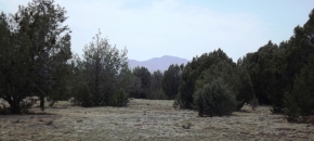 42.56 Acres, All Usable, Soft Soil w/ Trees